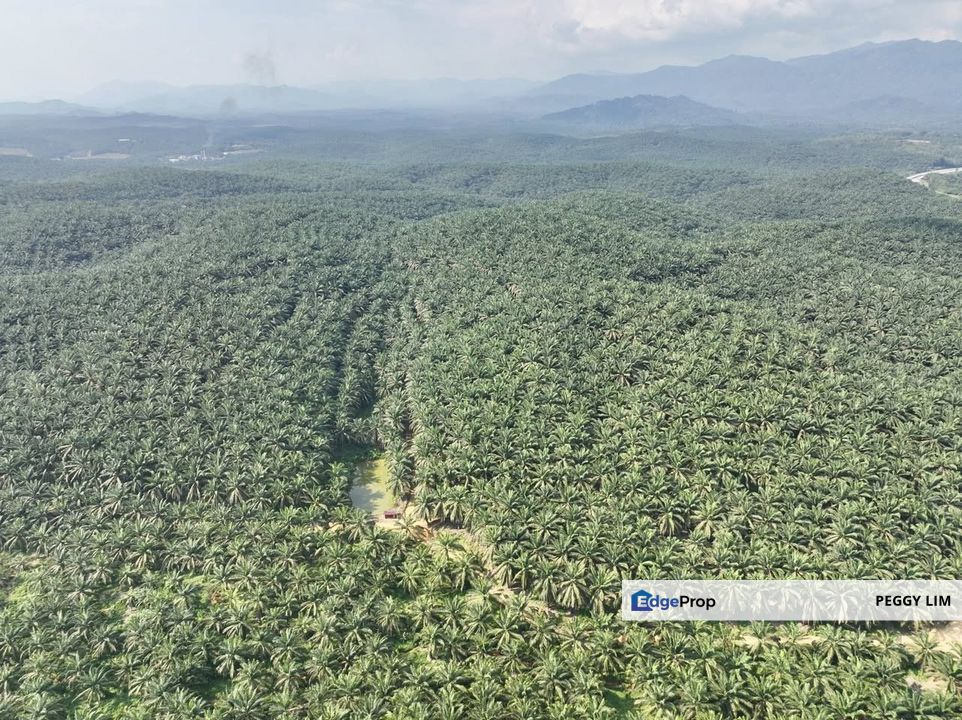 Jempol - Jelai @ Negeri Sembilan Oil Palm Plantation for Sale., Negeri Sembilan, Jempol