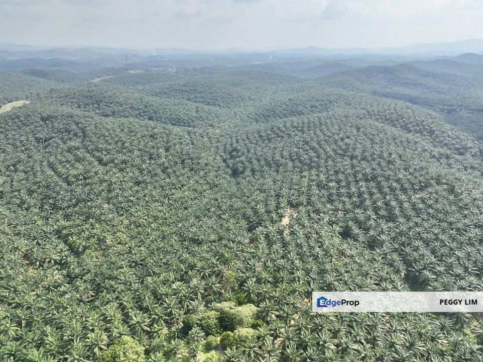 Jempol - Jelai @ Negeri Sembilan Oil Palm Plantation for Sale., Negeri Sembilan, Jempol