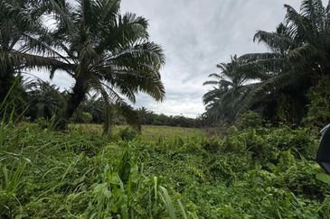 Batu Pahat-Kluang @ Johor Agricultural Land for Sale