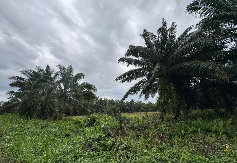 Batu Pahat-Kluang @ Johor Agricultural Land for Sale