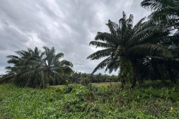 Batu Pahat-Kluang @ Johor Agricultural Land for Sale