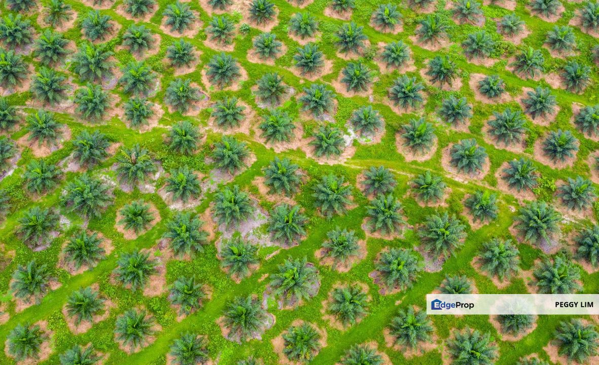 Jenjarom Seri Cheeding Tanjung Dua Belas Land For Sale, Selangor, Jenjarom