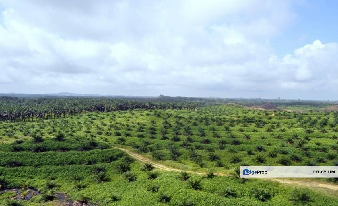 Jenjarom Seri Cheeding Tanjung Dua Belas Land For Sale, Selangor, Jenjarom