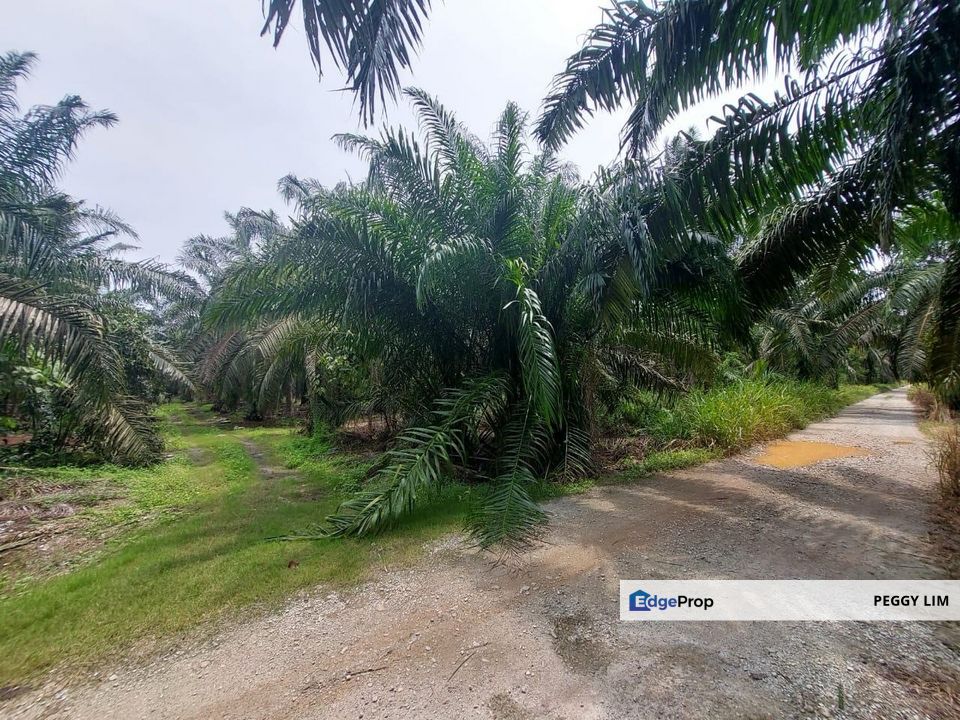 Jenjarom Seri Cheeding Tanjung Dua Belas Land For Sale, Selangor, Jenjarom