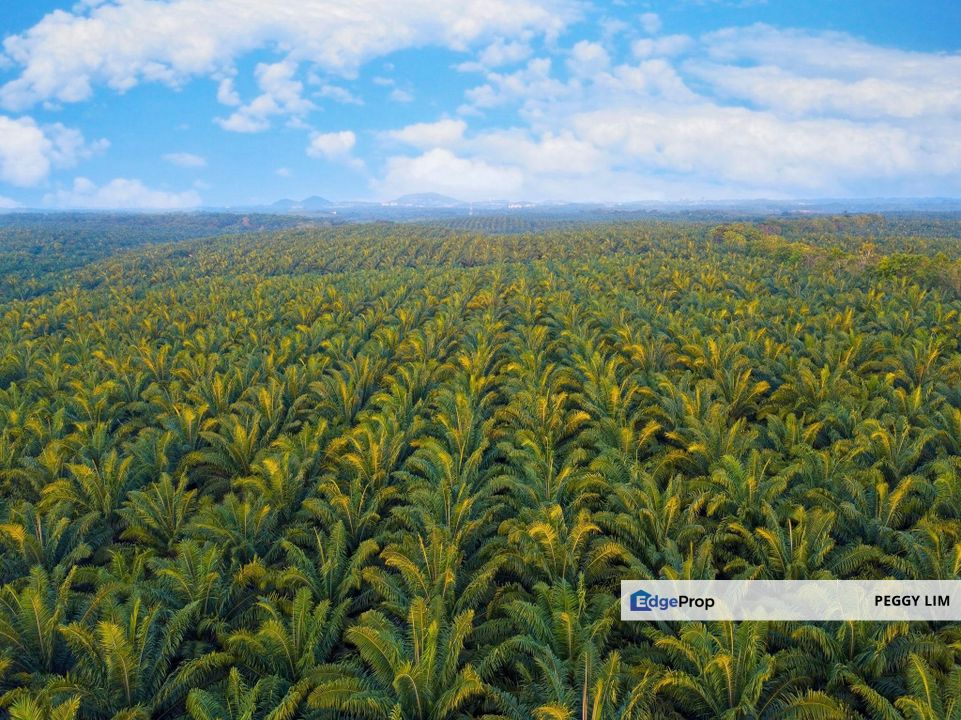 Jenjarom Seri Cheeding Tanjung Dua Belas Land For Sale, Selangor, Jenjarom