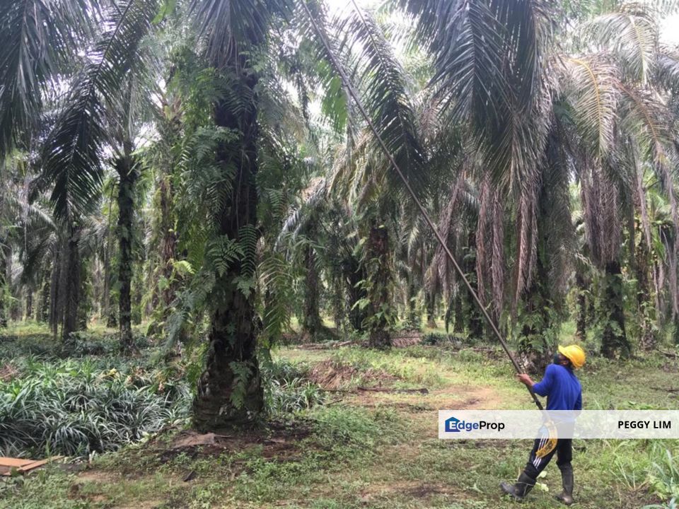 Freehold Palm Oil Plantation - Ladang Lima Blas, Perak, Perak, Slim River