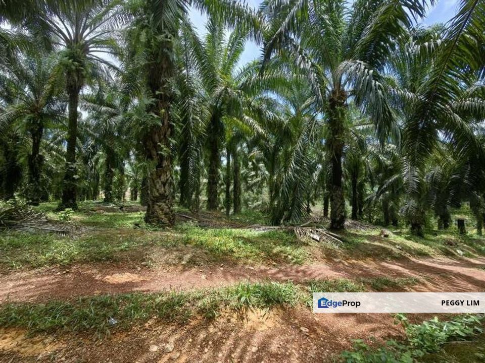 Freehold Palm Oil Plantation - Ladang Lima Blas, Perak, Perak, Slim River