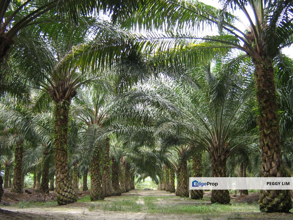 Freehold Palm Oil Plantation - Ladang Lima Blas, Perak, Perak, Slim River