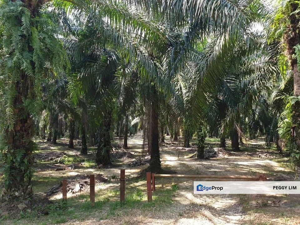 Freehold Palm Oil Plantation - Ladang Lima Blas, Perak, Perak, Slim River