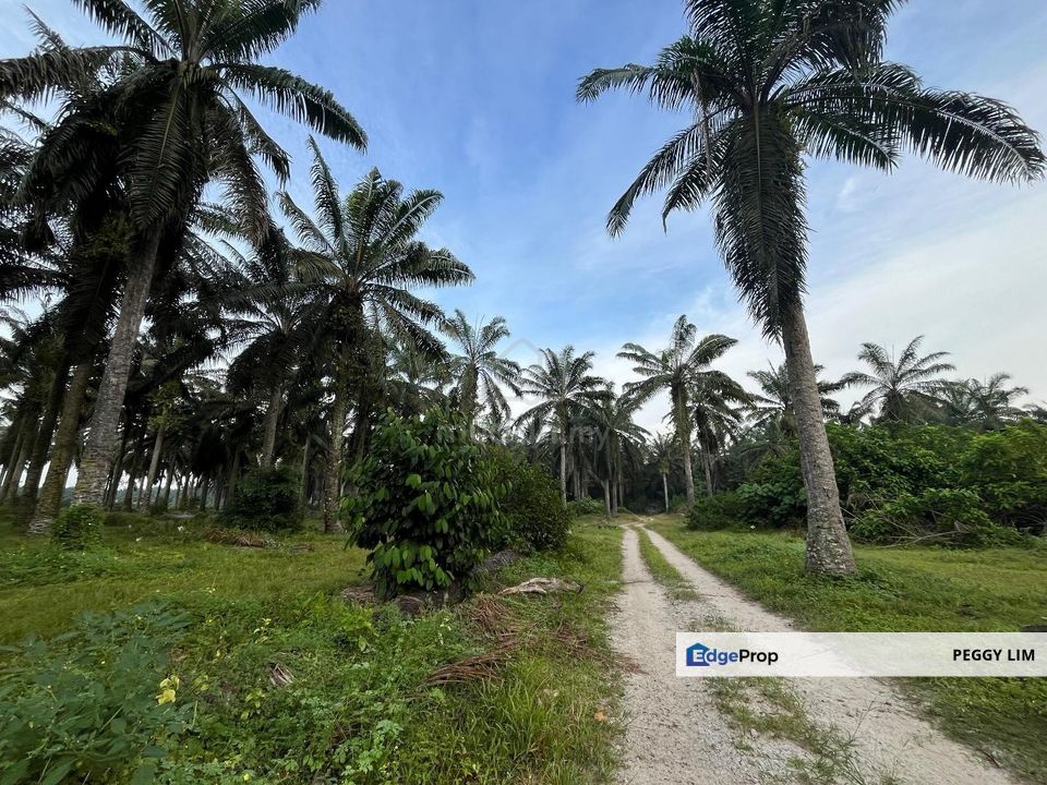 Freehold Palm Oil Plantation - Ladang Lima Blas, Perak, Perak, Slim River