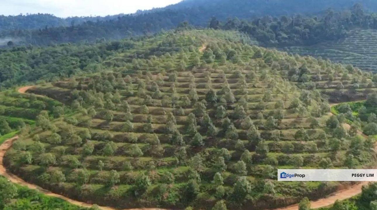 Musang King & Black Thorn Durian Plantation for Sale - Bentong Sri Jaya, Pahang, Pahang, Bentong