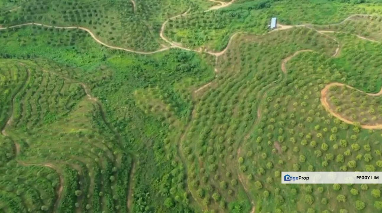 Musang King & Black Thorn Durian Plantation for Sale - Bentong Sri Jaya, Pahang, Pahang, Bentong