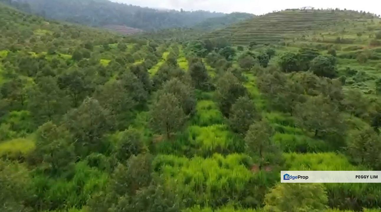 Musang King & Black Thorn Durian Plantation for Sale - Bentong Sri Jaya, Pahang, Pahang, Bentong