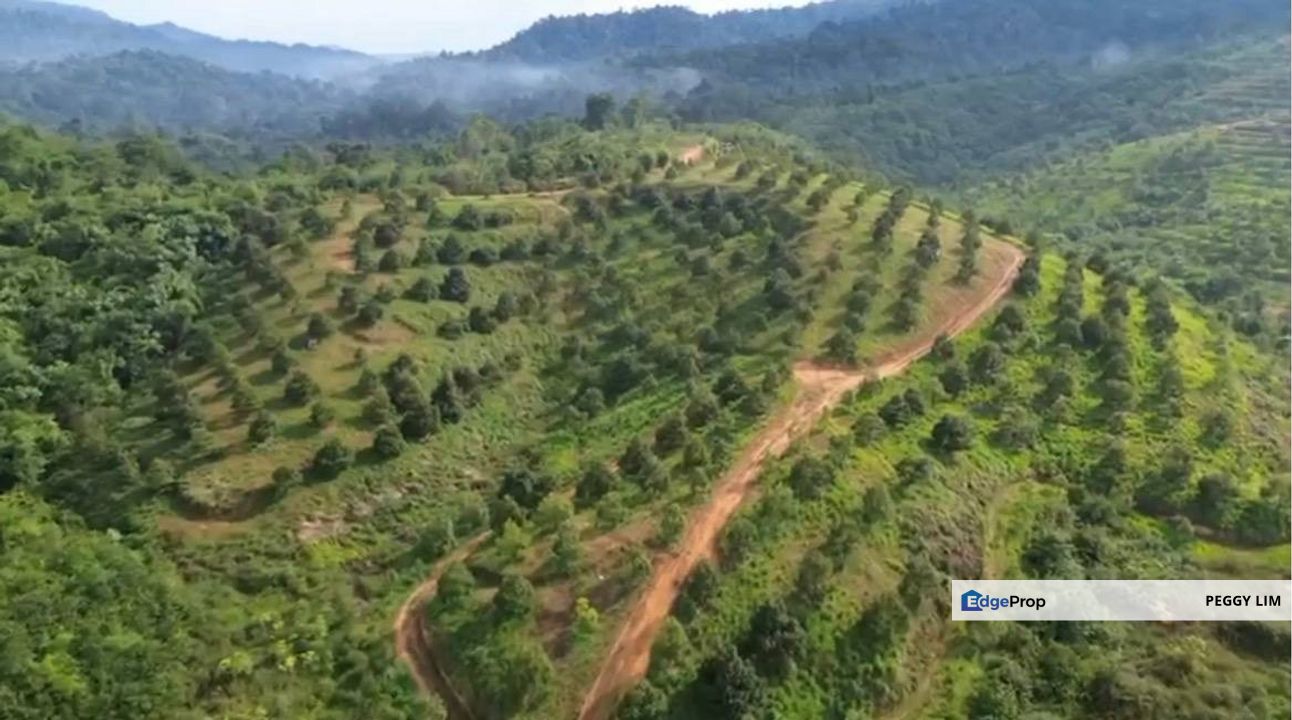 Musang King & Black Thorn Durian Plantation for Sale - Bentong Sri Jaya, Pahang, Pahang, Bentong