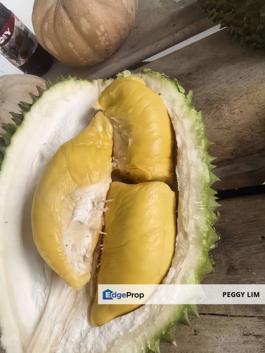Musang King & Black Thorn Durian Plantation for Sale - Bentong Sri Jaya, Pahang, Pahang, Bentong