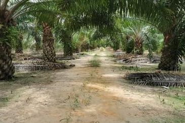 Tanah 8.8ekar Freehold Assam Jawa tepi jalan Kapar , Kuala Selangor