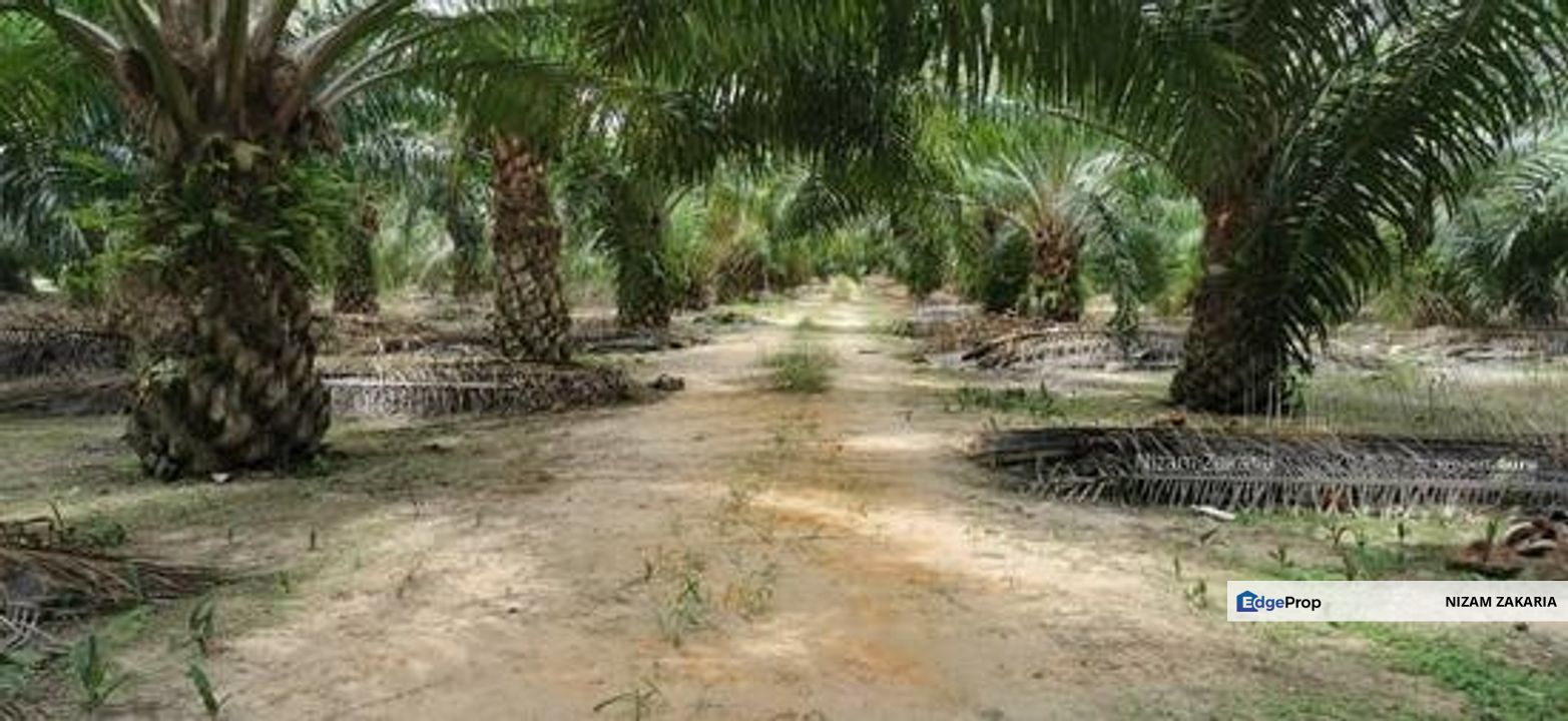 Tanah 8.8ekar Freehold Assam Jawa tepi jalan Kapar , Kuala Selangor, Selangor, Kuala Selangor