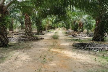 Tanah 8.8ekar Freehold Assam Jawa tepi jalan Kapar , Kuala Selangor