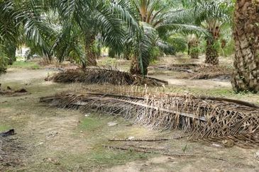 Tanah 8.8ekar Freehold Assam Jawa tepi jalan Kapar , Kuala Selangor