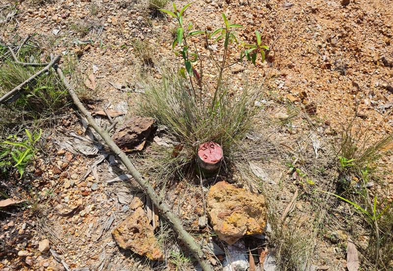 Tanah berpotensi 1.7 ekar Selangor Fruit Valley , Bistari Jaya