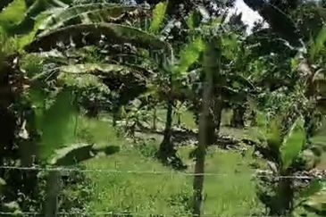 Dusun durian 4.1ekar plus rezab sungai 1 ekar Sedim , Kulim ,  Kedah