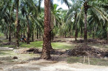 Tanah sawit Freehold 74 acre Non Bumi Dungun Trengganu