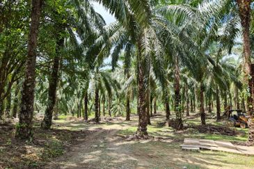 Tanah sawit Freehold 74 acre Non Bumi Dungun Trengganu