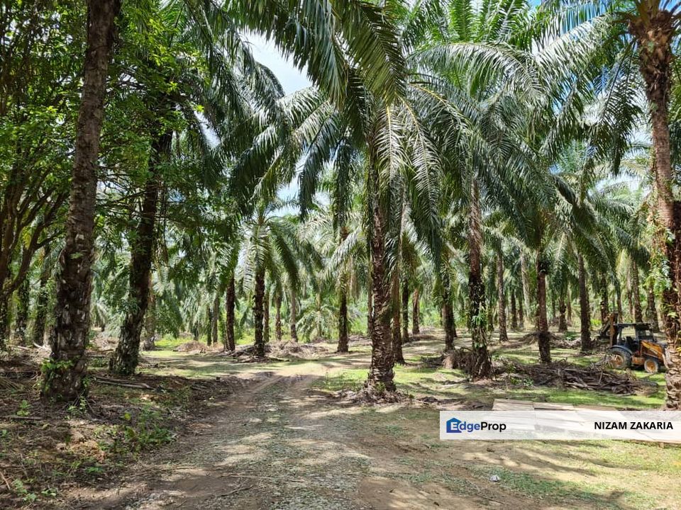 Tanah sawit Freehold 74 acre Non Bumi Dungun Trengganu, Terengganu, Dungun