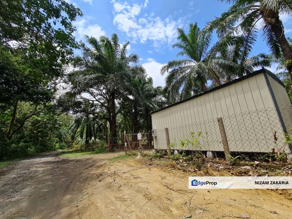 Tanah sawit Freehold 74 acre Non Bumi Dungun Trengganu, Terengganu, Dungun