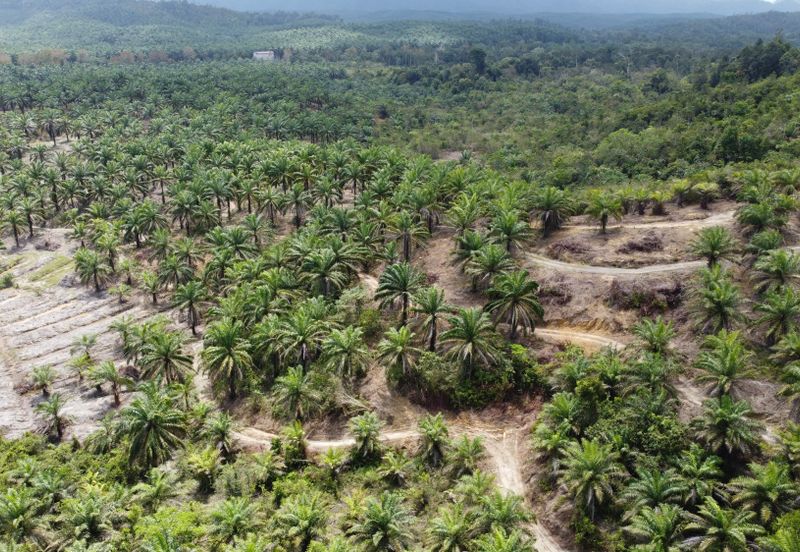 Tanah sawit Freehold 74 acre Non Bumi Dungun Trengganu