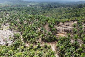 Tanah sawit Freehold 74 acre Non Bumi Dungun Trengganu