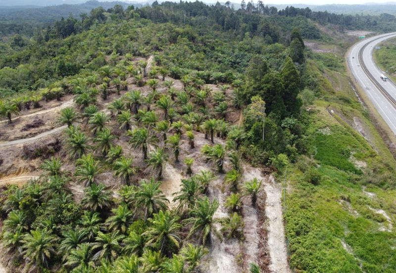 Tanah sawit Freehold 74 acre Non Bumi Dungun Trengganu