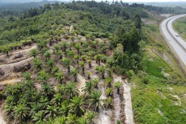 Tanah sawit Freehold 74 acre Non Bumi Dungun Trengganu