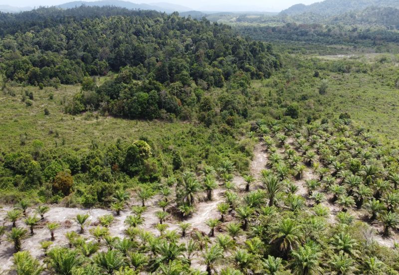 Tanah sawit Freehold 74 acre Non Bumi Dungun Trengganu