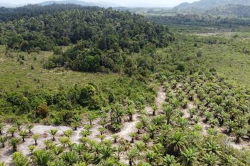 Tanah sawit Freehold 74 acre Non Bumi Dungun Trengganu