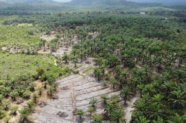 Tanah sawit Freehold 74 acre Non Bumi Dungun Trengganu