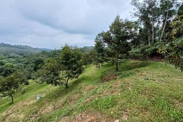 Kebun Durian Tupai King,Musang King & Duri Hitam Dan Kampong Premium di Sungai Senama Hulu Rening