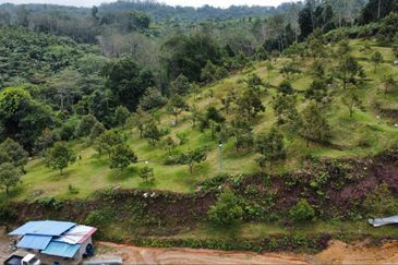 Kebun Durian Tupai King,Musang King & Duri Hitam Dan Kampong Premium di Sungai Senama Hulu Rening