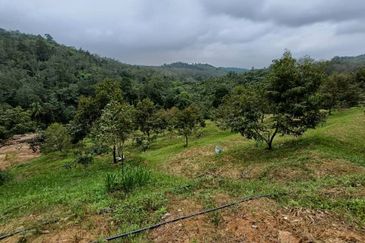 Kebun Durian Tupai King,Musang King & Duri Hitam Dan Kampong Premium di Sungai Senama Hulu Rening