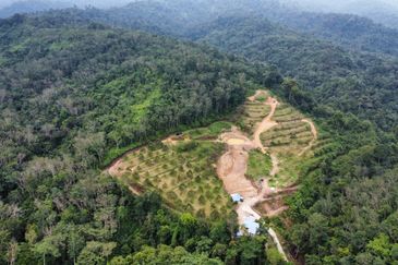 Kebun Durian Tupai King,Musang King & Duri Hitam Dan Kampong Premium di Sungai Senama Hulu Rening