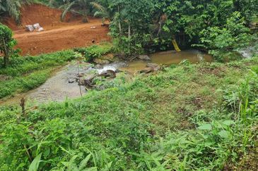 Kebun Durian Musang KING & Duri Hitam 2.35ekar Sg Kiul, Kg Hulu Rening , Batang Kali 