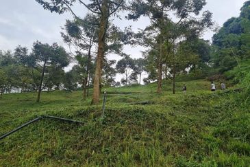 Kebun Durian Musang KING & Duri Hitam 2.35ekar Sg Kiul, Kg Hulu Rening , Batang Kali 