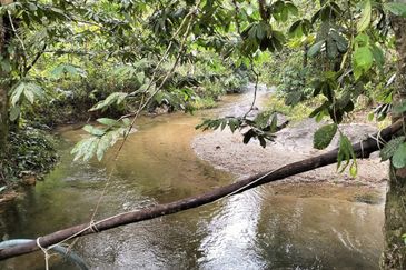 Kebun Durian Musang KING & Duri Hitam 2.35ekar Sg Kiul, Kg Hulu Rening , Batang Kali 