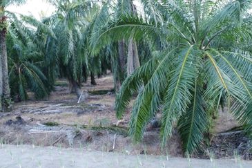 Tanah cantik 1 ekar Non Bumi Bandar Kuala Selangor