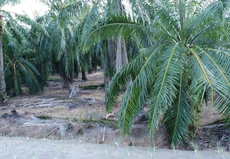 Tanah cantik 1 ekar Non Bumi Bandar Kuala Selangor