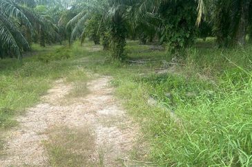 TANJUNG KARANG , KUALA SELANGOR TANAH 5 EKAR FREEHOLD DEKAT HOSPITAL TG KARANG FOR SALE