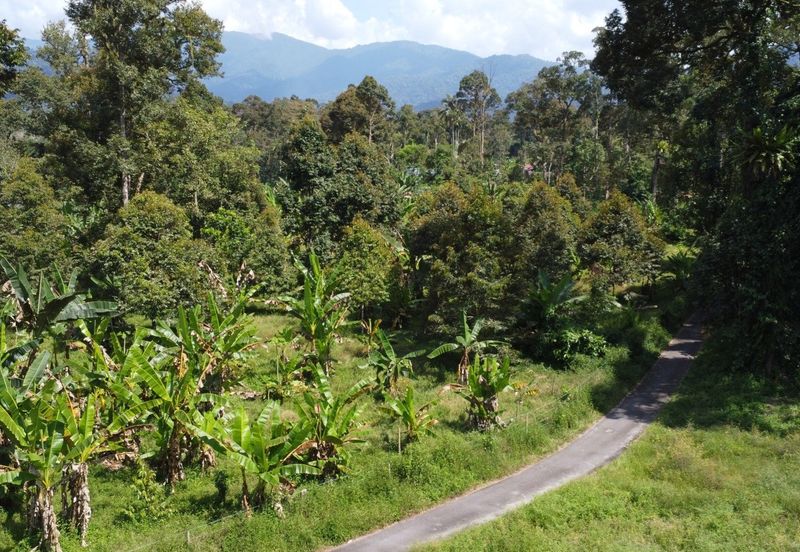 Dusun durian 4.1ekar plus rezab sungai 1 ekar Sedim , Kulim ,  Kedah