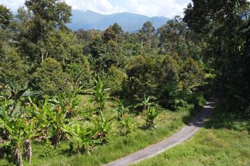 Dusun durian 4.1ekar plus rezab sungai 1 ekar Sedim , Kulim ,  Kedah
