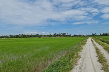 Tanah sawah 3.2ekar First Grade Freehold Permatang Rambai , Penaga , Seberang Perai Utara , Penang