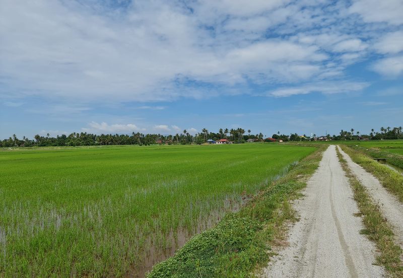 Tanah sawah 3.2ekar First Grade Freehold Permatang Rambai , Penaga , Seberang Perai Utara , Penang